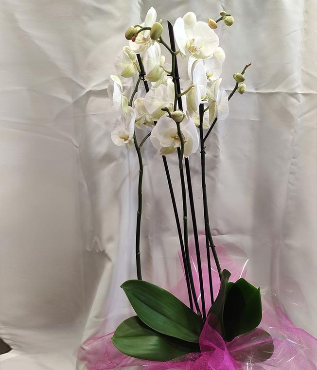 Floristería De Tomás orquídeas